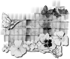 black-white-butterfly-layout.jpg