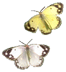yellow-butterfly-source_g14.gif
